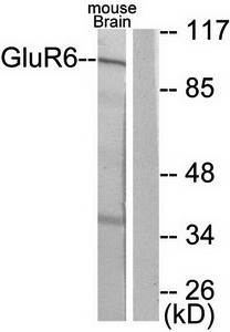 mGluR6 antibody