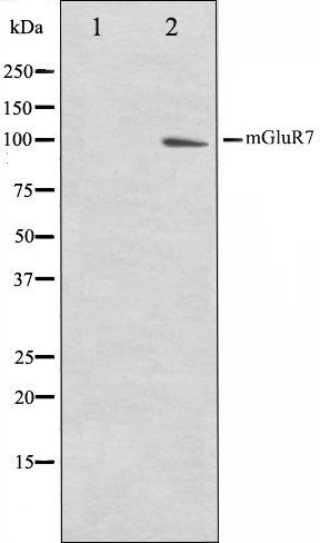 mGluR7 antibody