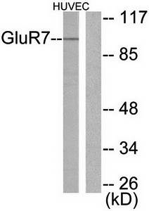 mGluR7 antibody