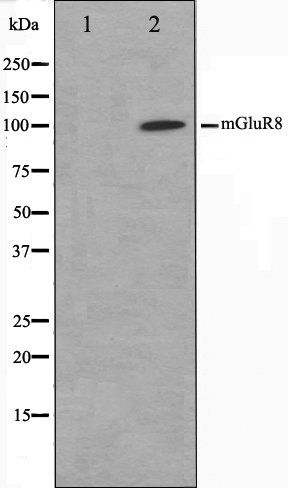 mGluR8 antibody