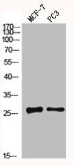MGMT Antibody