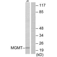 MGMT Antibody