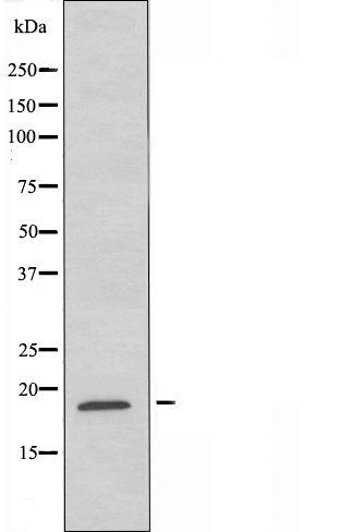 MGST1 antibody