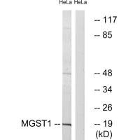 MGST1 antibody