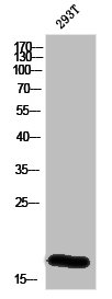 MGST2 Antibody