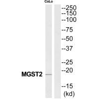 MGST2 antibody