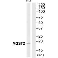 MGST2 Antibody