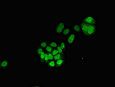 MGST3 antibody