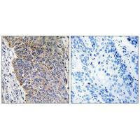 MGST3 antibody