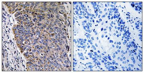 MGST3 Antibody
