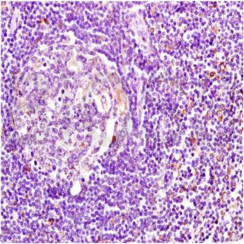 MHC Class II Rabbit Polyclonal Antibody