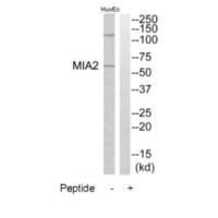 MIA2 antibody