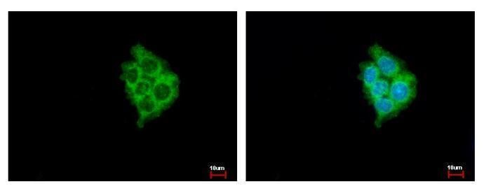 MIA3 antibody [N1], N-term