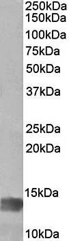 Goat anti-MIA / CD-RAP Antibody
