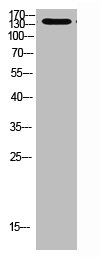 MIB1 Antibody