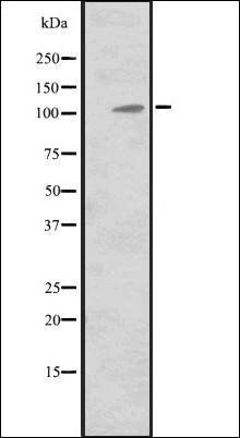 MIB2 antibody