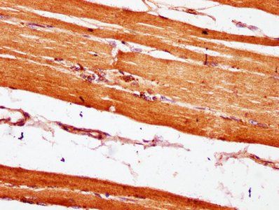 MIB2 Antibody