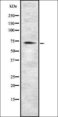 MIC1 antibody