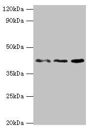 MICA antibody