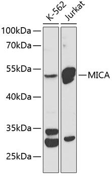 MICA antibody