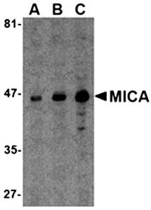 MICA Antibody