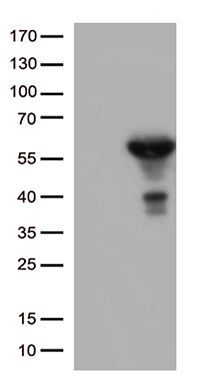 MICAL1 Antibody