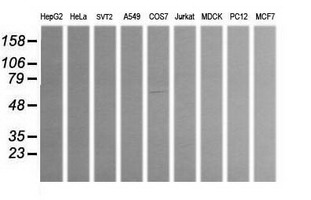 MICAL1 Antibody