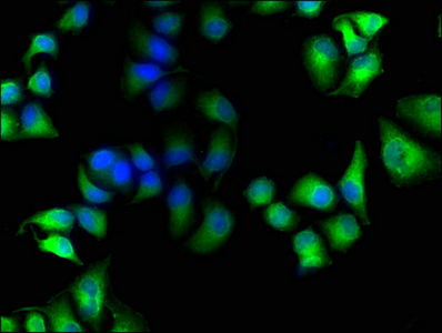 MICAL1 Antibody
