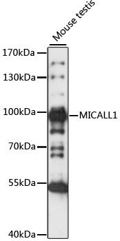 MICALL1 antibody