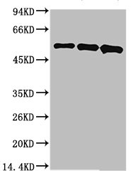 MICU1 Monoclonal Antibody