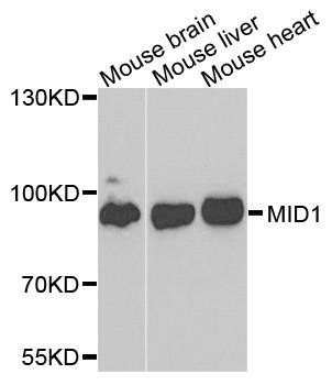 MID1 antibody