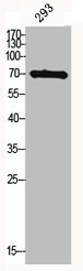 MID1 antibody