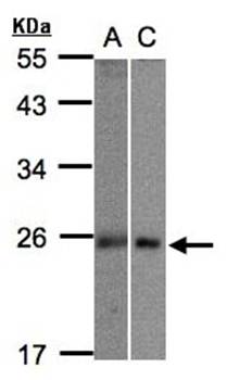 MID1 interacting G12-like protein antibody