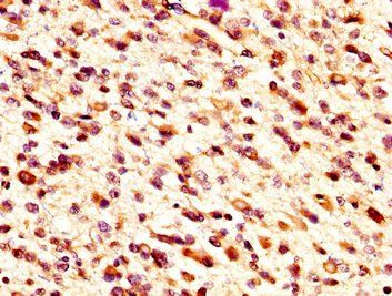 MID1IP1 Antibody