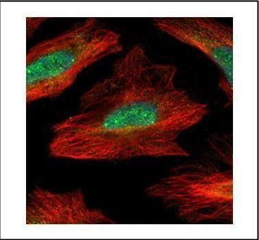 MID1 interacting protein 1 Antibody