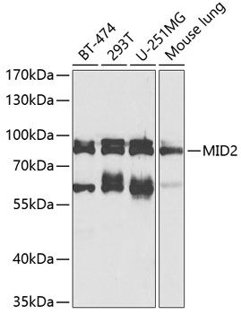 MID2 antibody