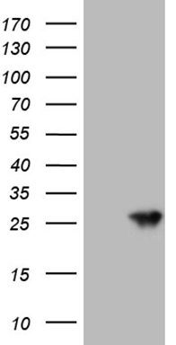 Midkine (MDK) antibody