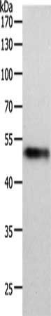 MIDN antibody