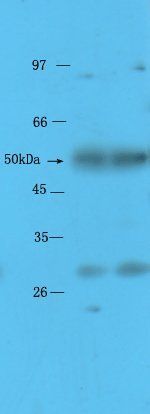Midnolin Isoform Protein 1 antibody