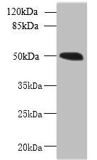MIEF1 Antibody
