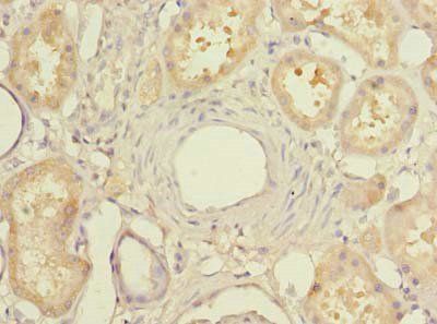 MIER2 antibody