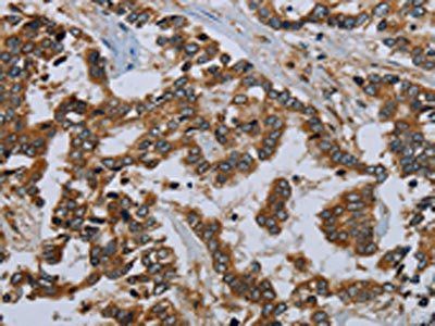 MIER2 Antibody