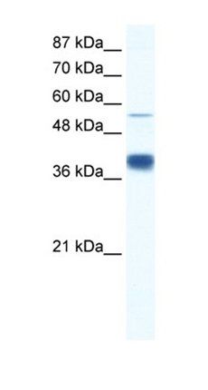 MIER3 antibody