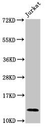 MIF antibody