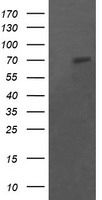 MIF4GD Antibody