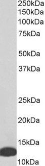 Goat anti-MIF Antibody
