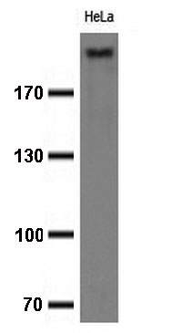 mIgG2a and mIgG2b Fc Fragment Specific antibody