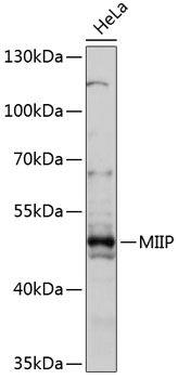 MIIP antibody