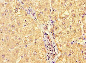 MILR1 Antibody