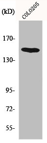 MINK1 antibody